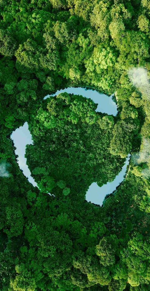 tree cycle image tall tree cycle image tall